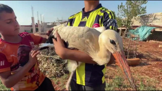 Minik Mahmut yorgun leyleğe evini açtı: ‘Keşke hep bizimle kalsaydı’