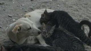 Yeşilköy'de sıra dışı olay: Yavru kedileri köpek emzirdi