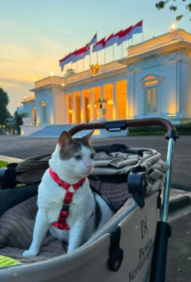 Bobby adlı kediye devlet koruması ve özel araç - Resim: 2