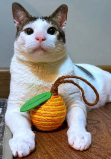 Bobby adlı kediye devlet koruması ve özel araç - Resim: 3