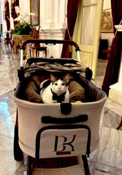 Bobby adlı kediye devlet koruması ve özel araç - Resim: 5