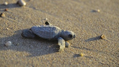 Patara'da caretta caretta yavruları denizle buluştu