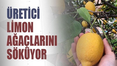 Üretici limon ağaçlarını söküyor