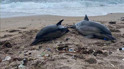 Riva'da iki ölü yunus balığı karaya vurdu