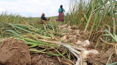 Kastamonu'da Taşköprü sarımsağının hasadı
