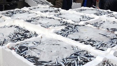 Hamsinin fiyatı 25 liraya düştü