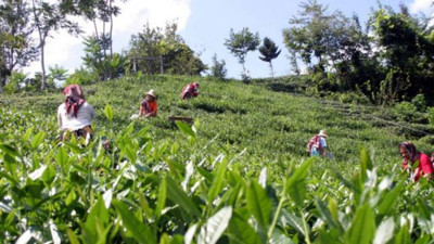ÇAYKUR'dan üreticilere hasat çağrısı