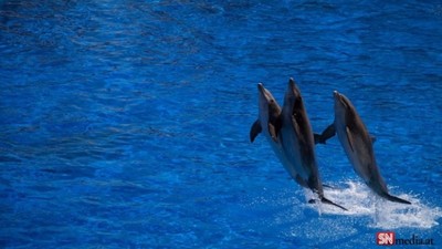 Faroe Adaları'nda, geleneksel "festivalde" 100 şişeburunlu yunus katledildi