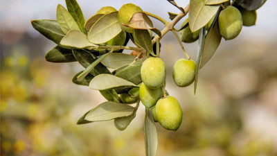 Zeytin üreticileri dikkat! Uyarı geldi