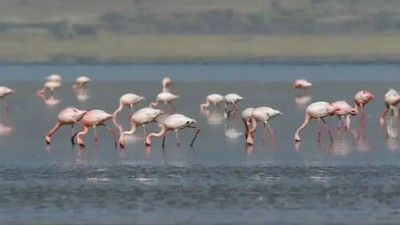 Bakan Kurum'dan Tuz Gölü açıklaması