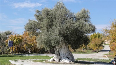 1300 yıllık zeytin ağacı 250 kilo ürün verdi