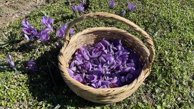 Dünyanın en pahalı baharatı! 600 bin liradan satılacak