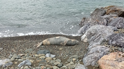 Hatay’da nesli tükenme tehlikesi altında olan bir tür görüldü
