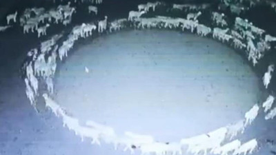 12 gün boyunca dönen koyunlarla ilgili gizem ne?