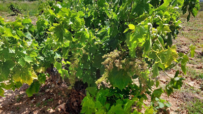 Yağışlar üzüm bağlarında hastalığa neden oldu