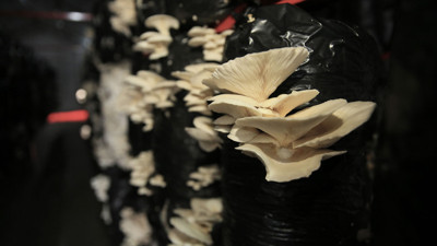 Üreticiler 3 ton hasat bekliyor! Ücretsiz dağıtacaklar