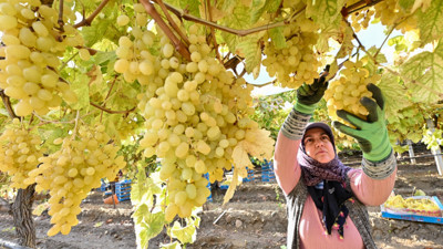 Manisa'da üzüm dalında korunuyor