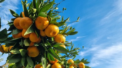 Plansızlığın bedeli: Mandalina bolluğu üzdü