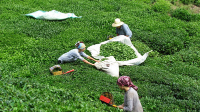 Türk çayı ihracatı 23,6 milyon doları aştı