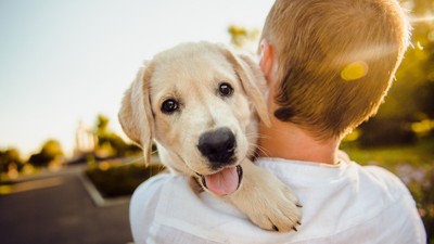 Köpek sahipleri dikkat! Köpeğiniz sizi seviyor mu? O davranışı yapıyorsa...