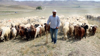 Hayvancılıkta dibi gördük: Elazığ'da 100 bin liraya çoban bulunamıyor!