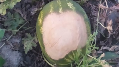 Sıcaktan karpuzlar yandı