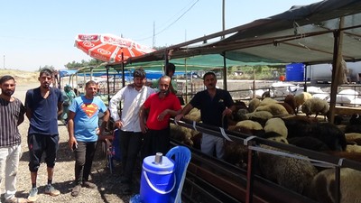 Kurbanlıklar pazarda: Maliyet fiyatları artırdı