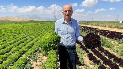 Rusya ve BAE’ye ihraç ediliyor: Karaman Ovası marulla güzelleşti