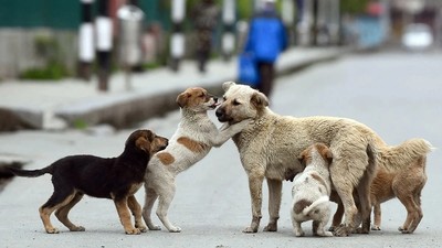 '150 köpek zehirlenerek öldürüldü' iddiaları asılsız çıktı! Valilik'ten açıklama yapıldı