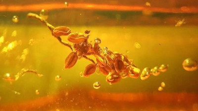 Bitlis'te bulunuyor! Tam 90 milyon yıllık