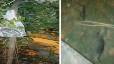 İstanbul Silivri'de kedi katliamı! Bir günde 22 yavru kediyi öldürüp ağaçlara astılar