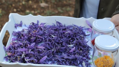 Isparta'da üretiliyor! Kilosu 350 ila 500 bin lira arasında satılıyor