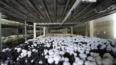 Erzurum, Erzincan, Bayburt illerine gönderiliyor! Gümüşhane'de üretiliyor