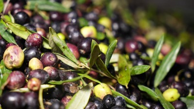 Türkiye'de en çok zeytin üreten şehirler belli oldu! Manisa, Bursa, Aydın üretimde zirvede