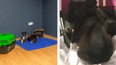 Edirne Barınağı'nda çöpte ölü ve canlı köpekler bulunmuştu... 2 kişi gözaltına alındı!