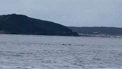 Çanakkale Boğazı'nda yunusların görsel şöleni büyüledi