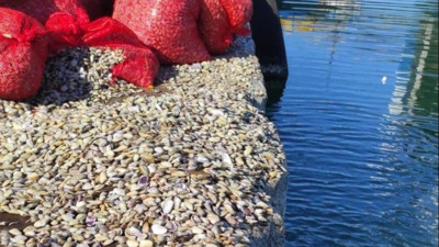 Samsun'da ele geçirildi! 1.5 ton geri bırakıldı