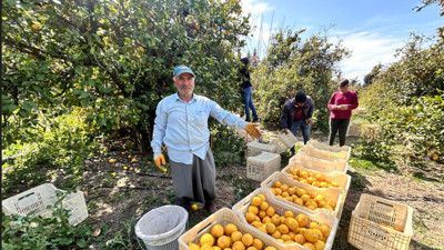 Hatay'da hasat: Bahçede çalışan işçiler günlük bin TL kazanıyor
