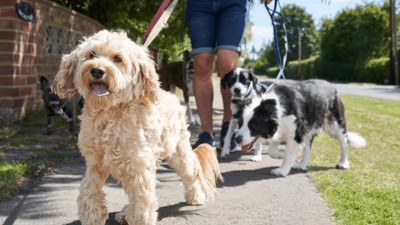 Köpeklerin en az olduğu 15 ülke! Listede Türkiye de var...