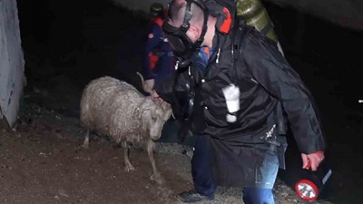 Kırıkkale’de 'koku' faciası: 23 küçükbaş hayvan telef oldu!
