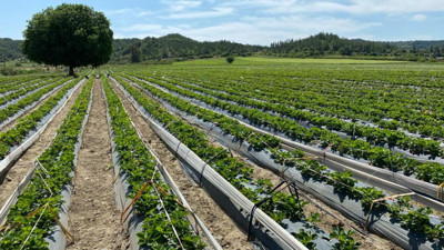 Bursalı çiftçilere yüzde 60 hibe desteği