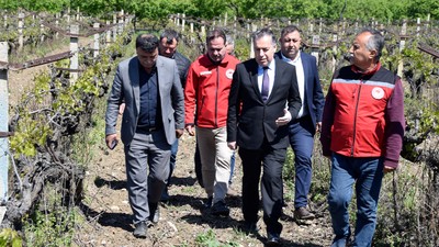 Manisa'da bağlarda zirai don etkili oldu