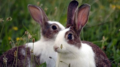 Tavşan Adası'nda tavşan öldüren kişi 1 yıl hapis cezasına çarptırıldı