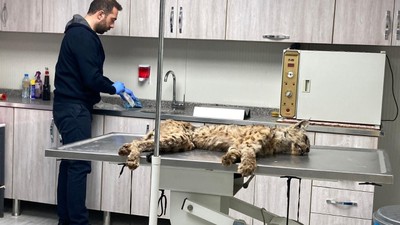 Bitlis'te bulunan bulunan vaşak tedaviye alındı