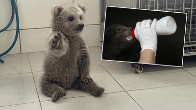 Ormanda bulunan yavru ayılar özel mamalarla besleniyor