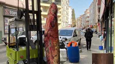 Edirne'nin Meriç Nehri’nde yakalandı! 450 liradan satışa çıktı