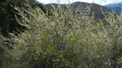 Ardahan'da Posof’ta bahar sevinci