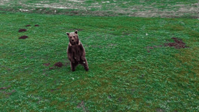 Çankırı'da kış uykusundan uyanan ayı köye indi, köpekler kovaladı