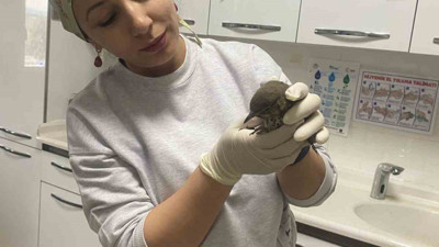 Kastamonu'da yaralı kuşun tedavisi hastanede yapıldı