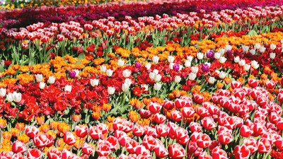 Renk cümbüşü başladı! Keukenhof 76. kez kapılarını açtı